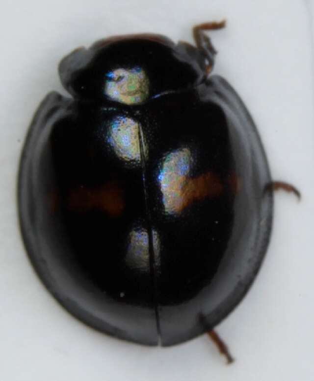 Image of heather ladybird