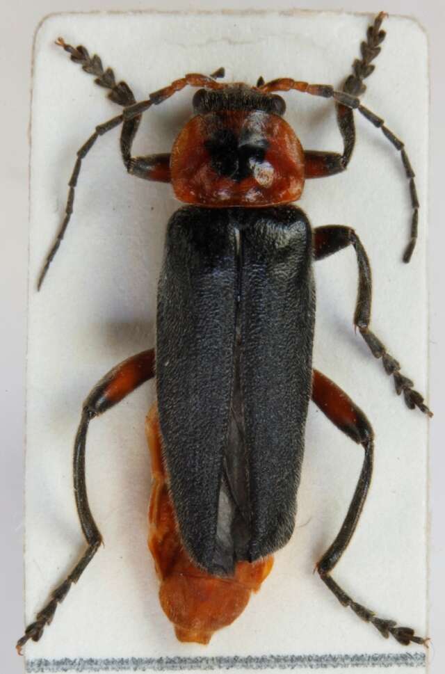 Imagem de <i>Cantharis rustica</i>