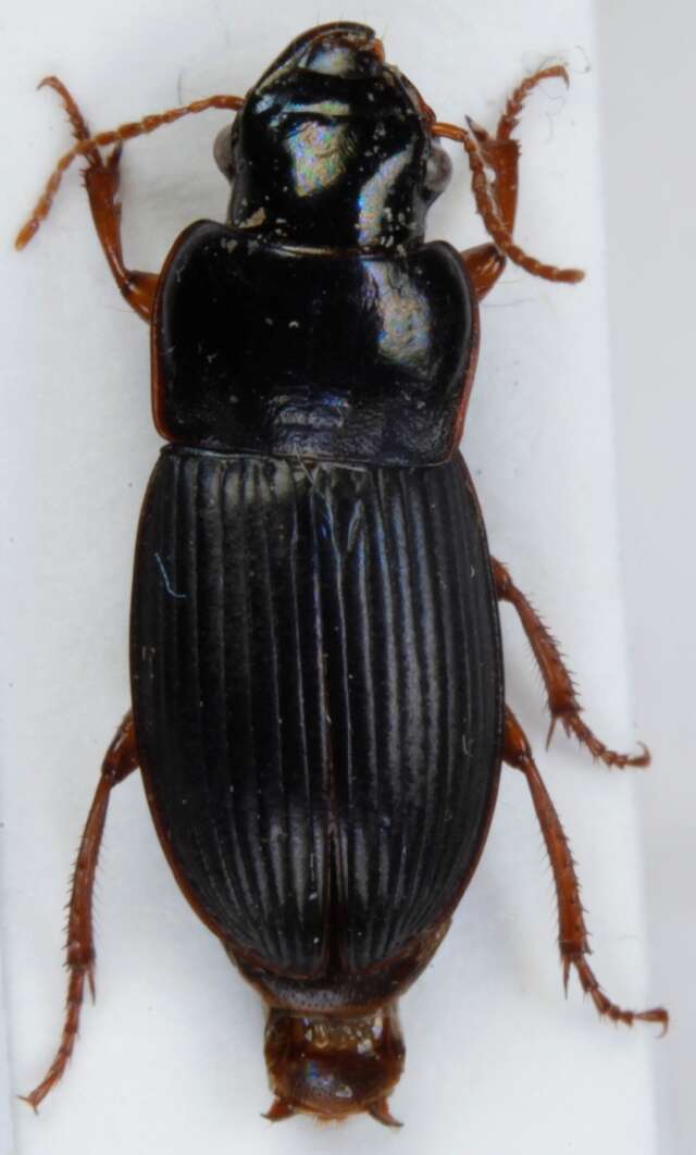 Image of Harpalus (Harpalus) latus (Linnaeus 1758)