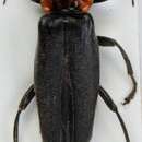 Image of <i>Cantharis fusca</i>