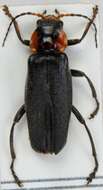 Imagem de <i>Cantharis fusca</i>