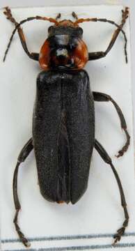 Image of <i>Cantharis fusca</i>