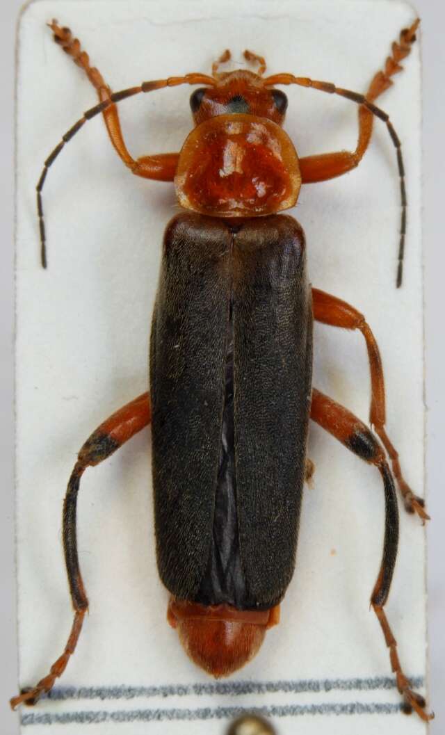 Imagem de <i>Cantharis livida</i>