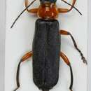 Imagem de <i>Cantharis pellucida</i>