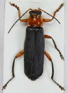 Imagem de <i>Cantharis pellucida</i>