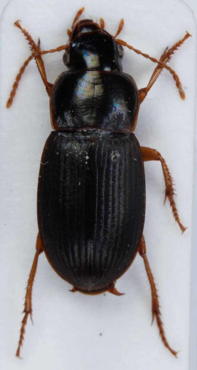 صورة Harpalus (Harpalus) luteicornis (Duftschmid 1812)