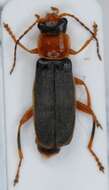 Image of <i>Cantharis lateralis</i>