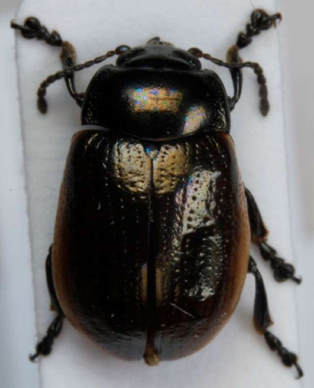 Image of Chrysolina (Chalcoidea) marginata (Linnaeus 1758)