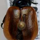 Image of aspen leaf beetle