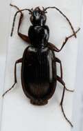 Image of Agonum (Europhilus) thoreyi Dejean 1828