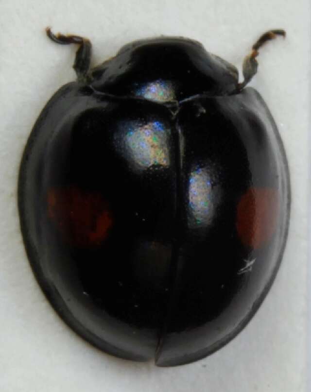 Sivun <i>Chilocorus renipustulatus</i> kuva