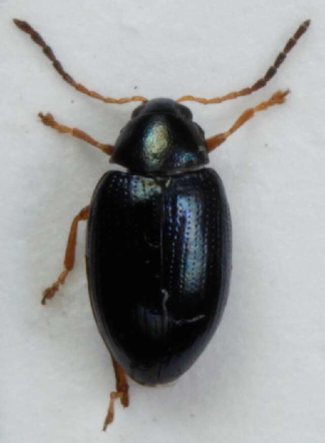 Image of Leaf beetle