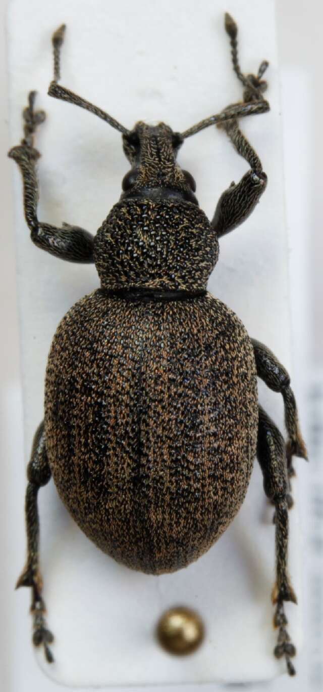 Image of lovage weevil