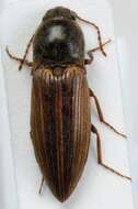 Image of Lined Click Beetle