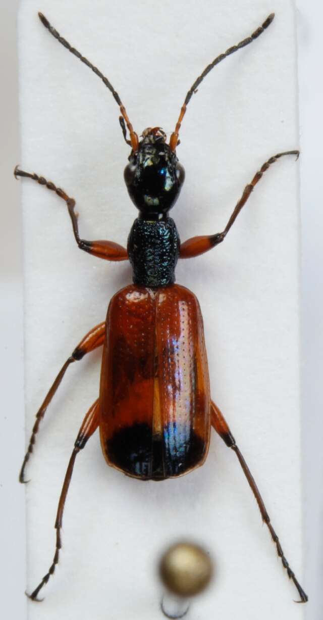 Image of Odacantha