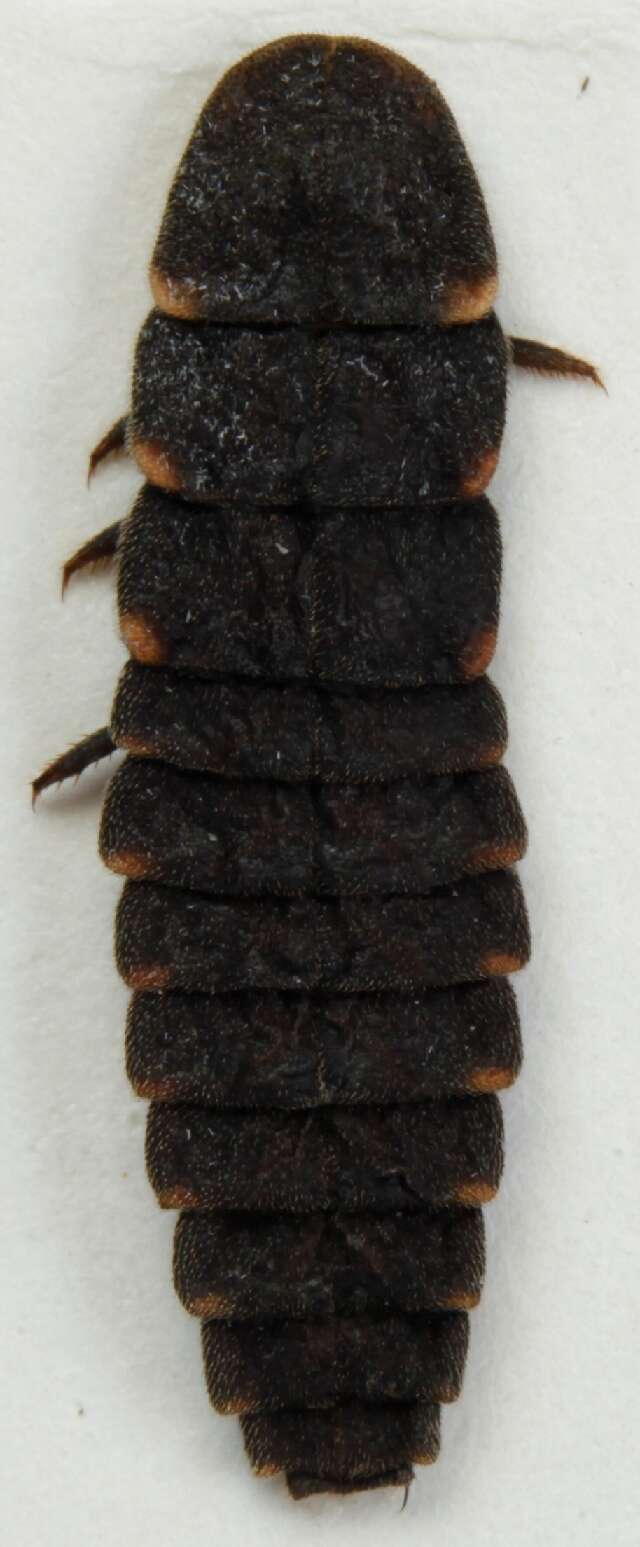 Image of common glow-worm