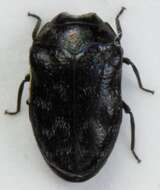 Image of Metallic wood-boring beetle