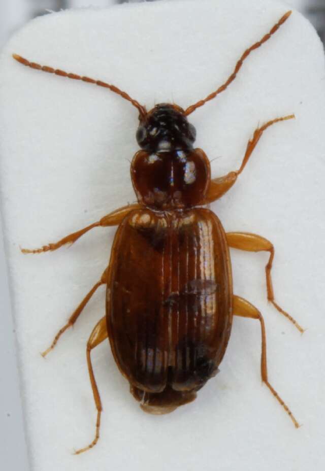 Image of Ground beetle