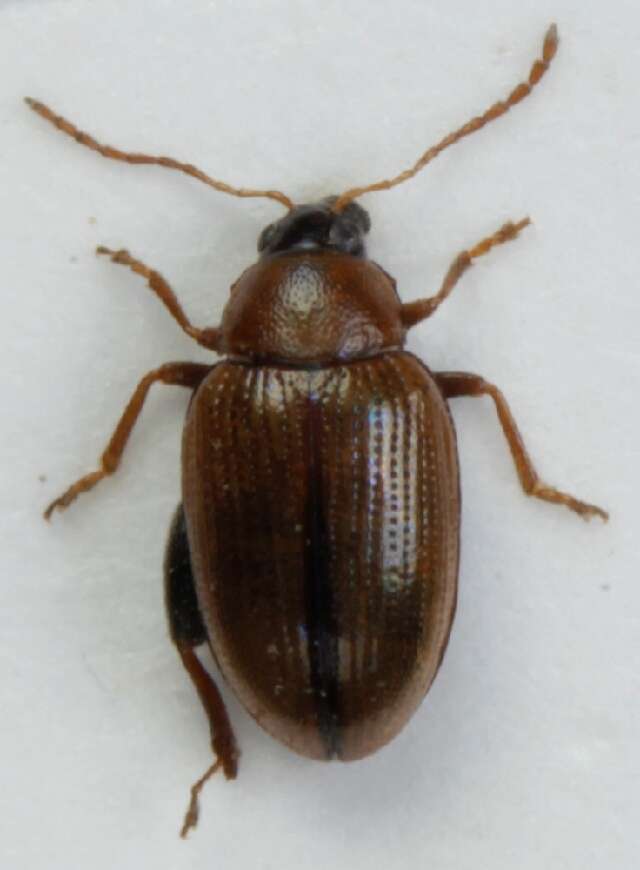 Image of Potato flea beetle