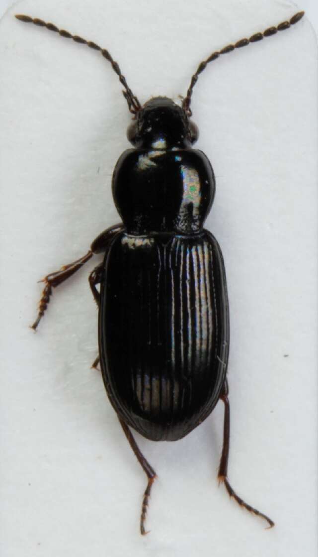 Image de Pterostichus (Phonias) diligens (Sturm 1824)