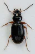 Plancia ëd Bembidion (Semicampa) gilvipes Sturm 1825