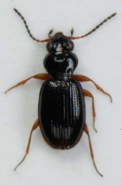 Image of Bembidion (Semicampa) gilvipes Sturm 1825