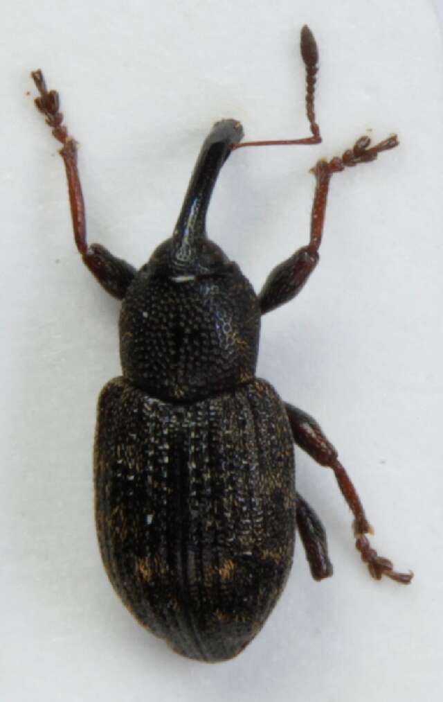 Image of brachycerids