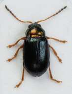 Image of <i>Crepidodera nitidula</i>