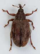 Image of Jumping weevil