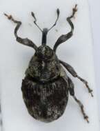 صورة Hadroplontus litura (Fabricius & J. C. 1775)