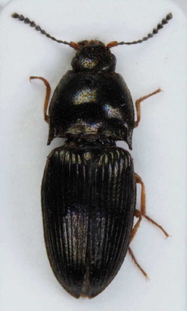 Image of <i>Hypnoidus riparius</i>