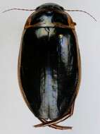 Image of Great diving beetle