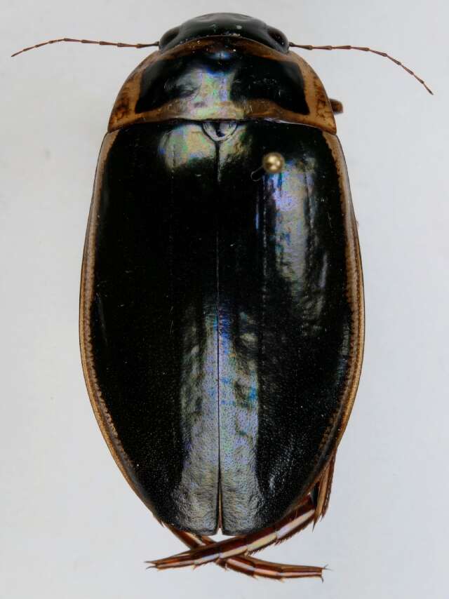 Image of Great diving beetle