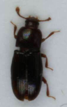 Image of <i>Cerylon histeroides</i>