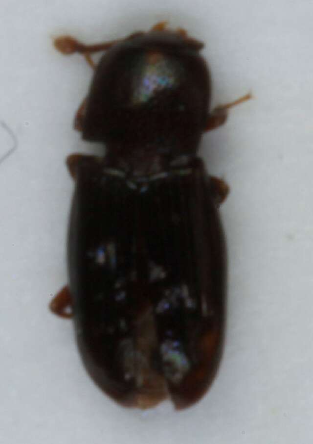 Image of <i>Cerylon histeroides</i>