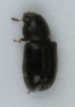 Image of <i>Sulcacis nitidus</i>