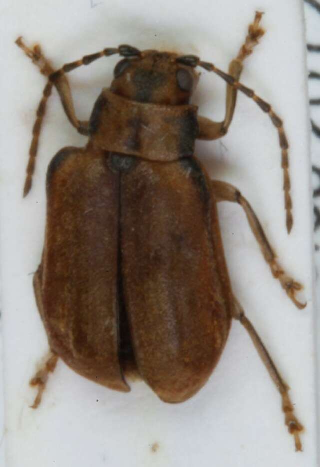 Image of Viburnum leaf beetle