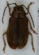 Image of Viburnum leaf beetle