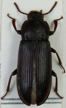 Image of Tenebrio Linnaeus 1758