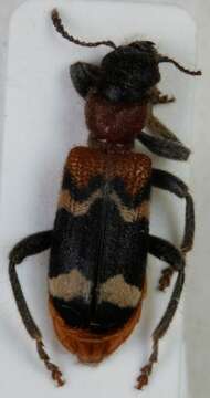 Image of <i>Thanasimus formicarius</i>