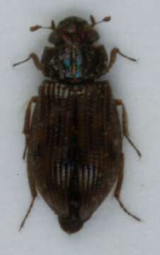 Image of Helophorus (Rhopalohelophorus) brevipalpis Bedel 1881