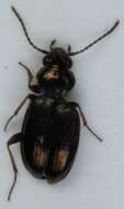 Bembidion (Metallina) properans (Stephens 1828) resmi