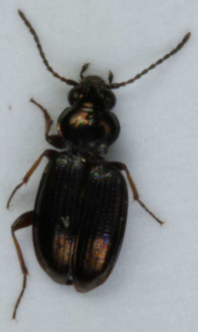 Bembidion (Metallina) properans (Stephens 1828) resmi