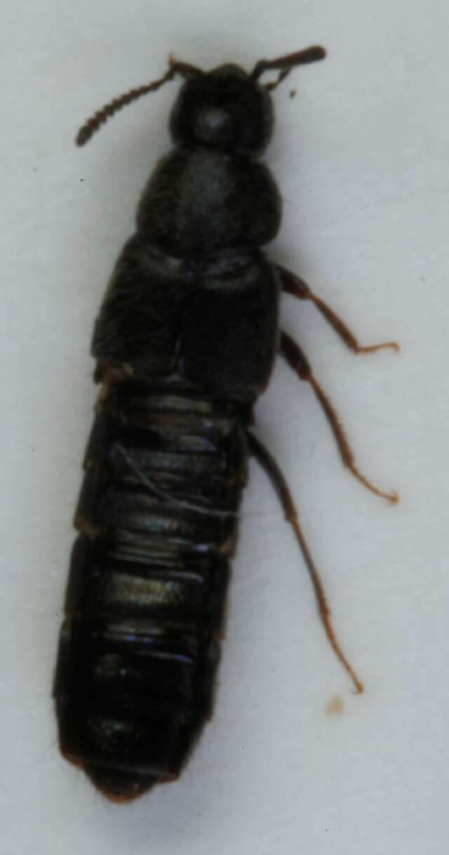 Image of Aleochara (Polystomota) grisea Kraatz 1856