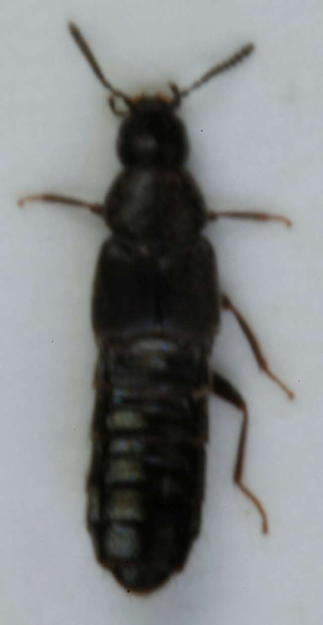 Image of Aleochara (Polystomota) grisea Kraatz 1856