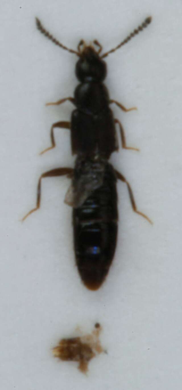 Image of <i>Halobrecta puncticeps</i>
