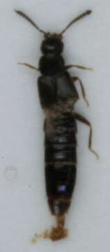 <i>Halobrecta puncticeps</i>的圖片