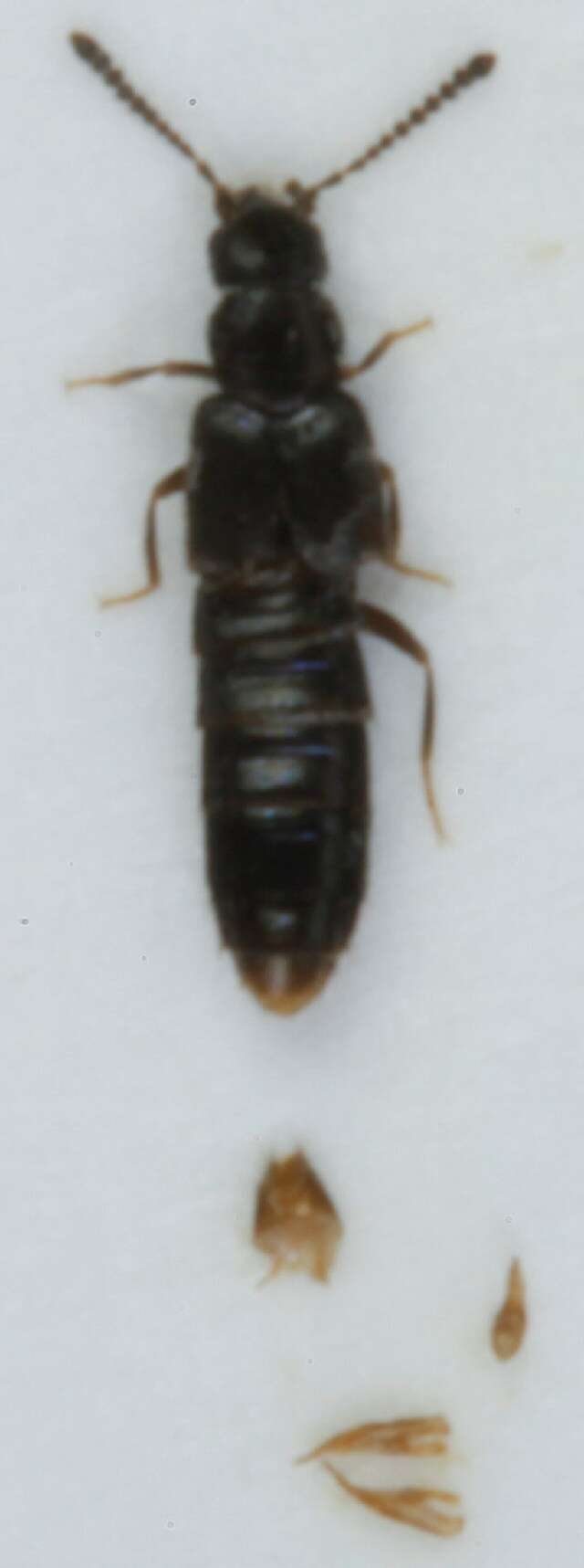 Image of <i>Halobrecta puncticeps</i>