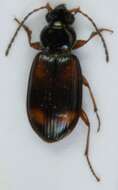 صورة Bembidion (Ocydromus) saxatile Gyllenhal 1827