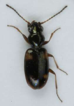 Image of Bembidion (Bembidion) quadrimaculatum (Linnaeus 1760)